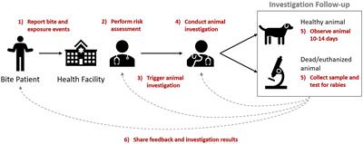 Implementing a One Health Approach to Rabies Surveillance: Lessons From Integrated Bite Case Management